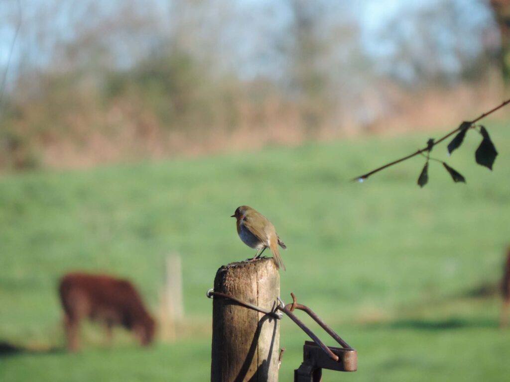 Un petit oiseau posé sur un piquet de clôture