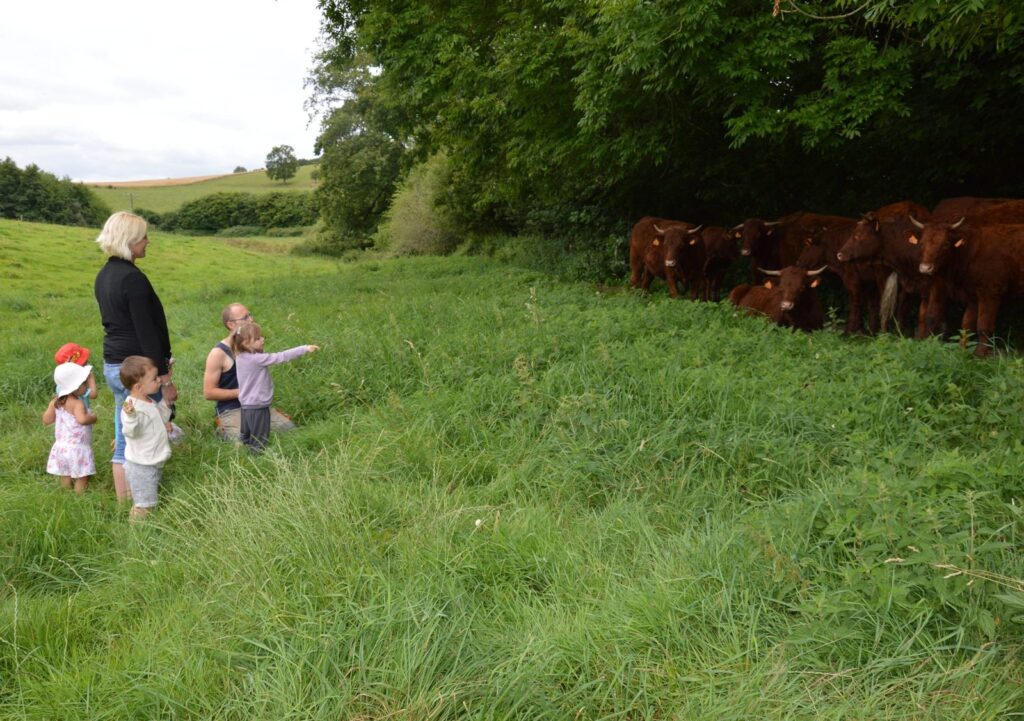 Une famille marche dans la prairie, les vaches derrière
