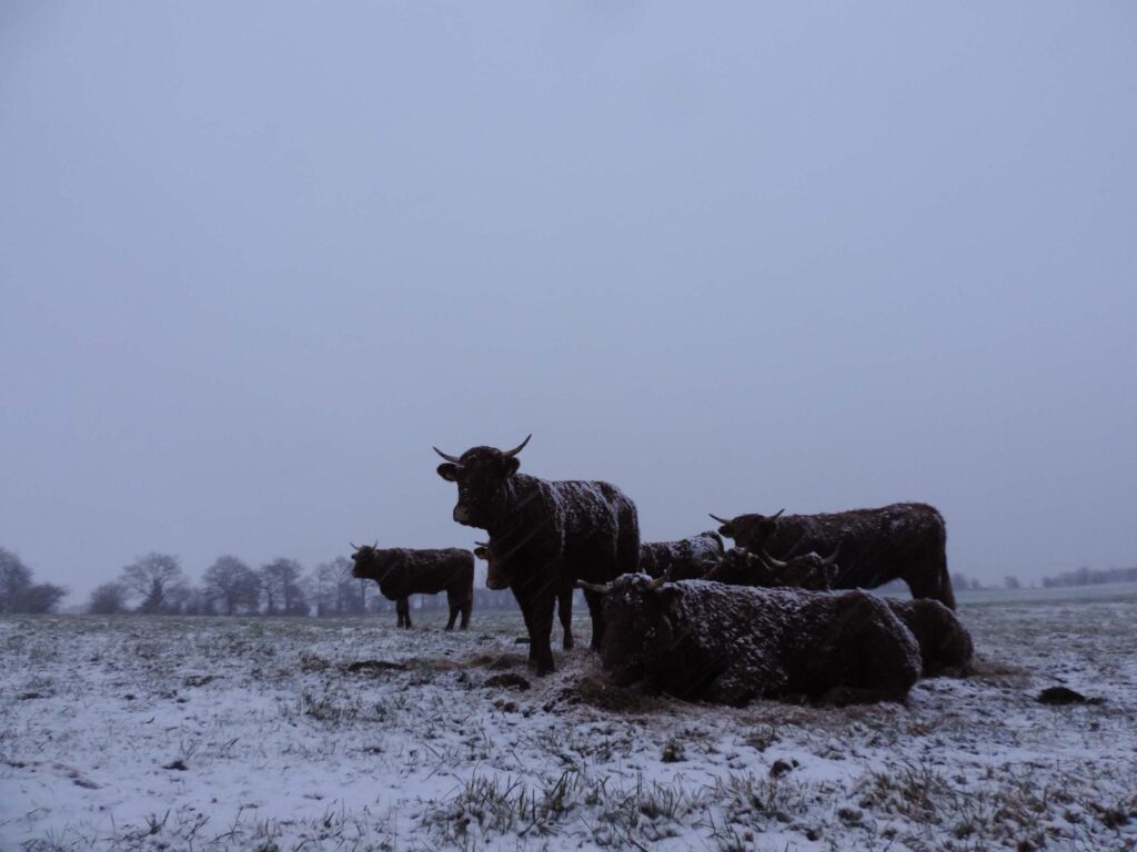 Les vaches dans un pré enneigé