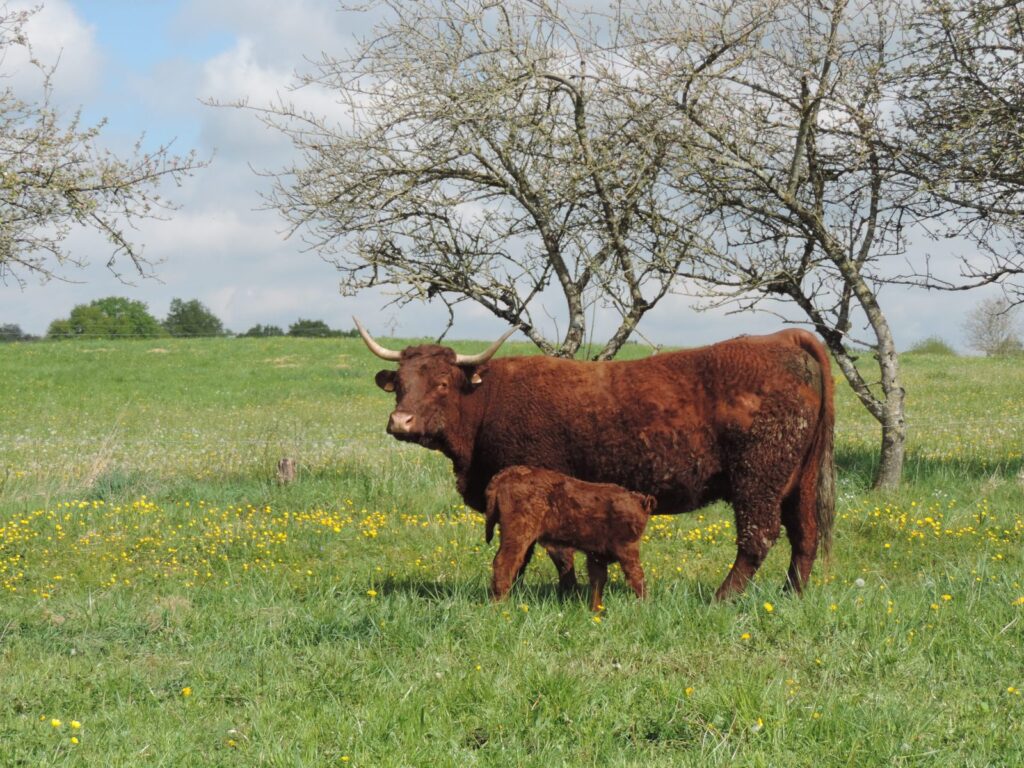Une vache Salers et son veau dans la prairie