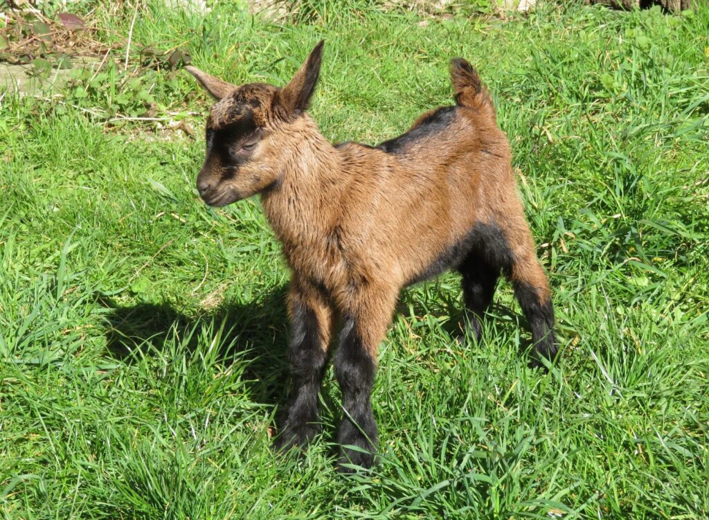 Un chevreau dans l'herbe
