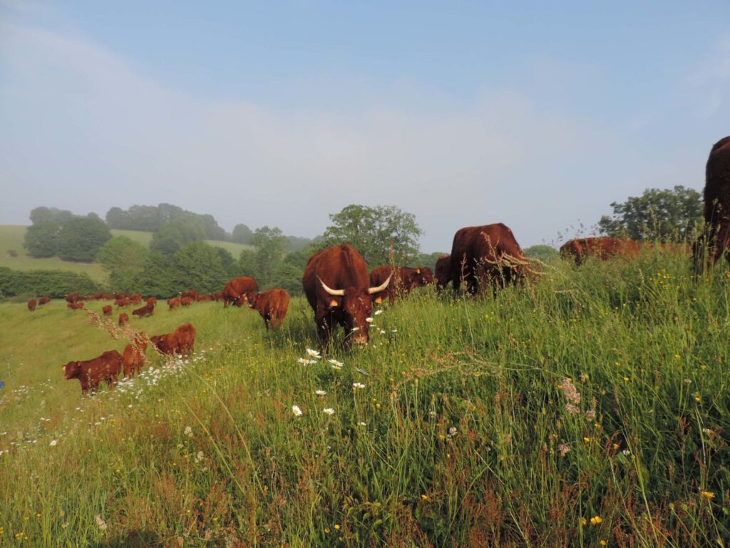 Les vaches Salers de la ferme dans une prairie