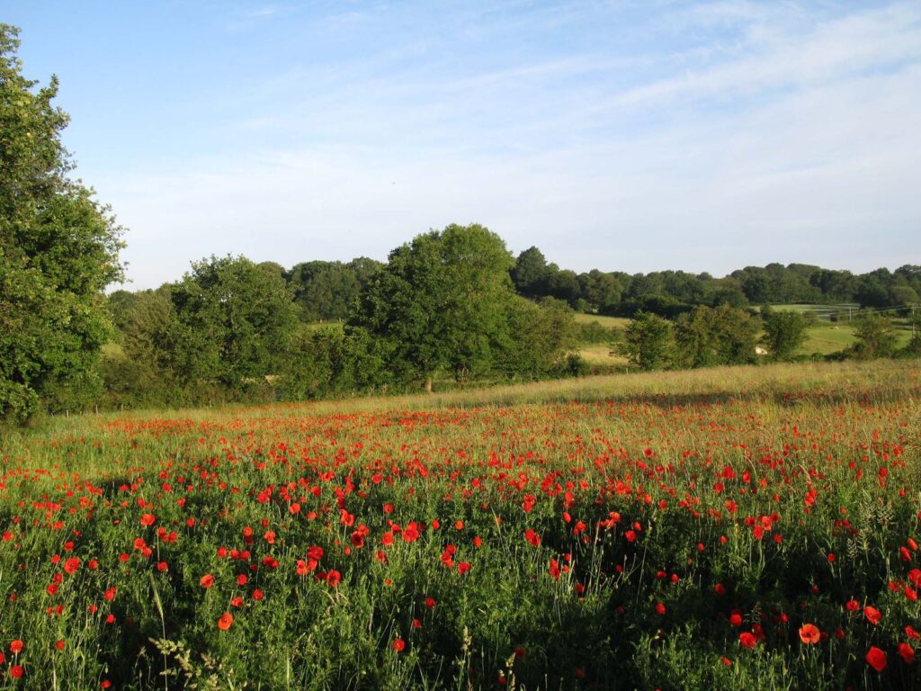 Un champ de coquelicots devant le bocage