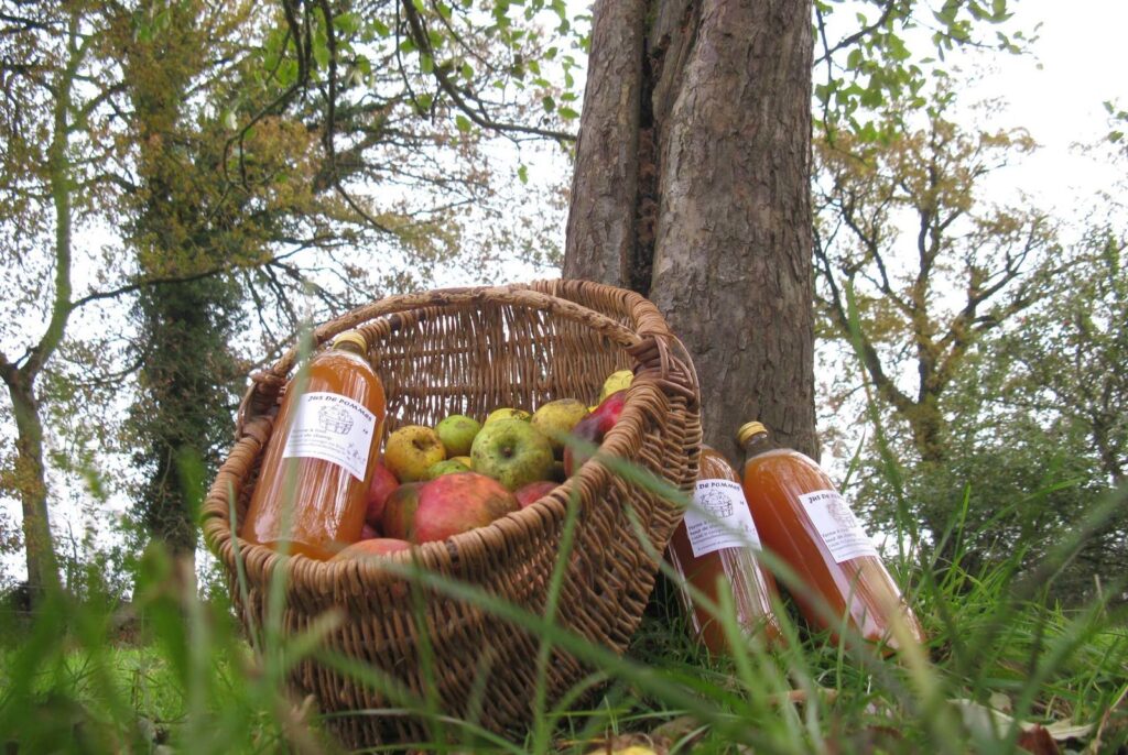 Un panier de pommes et des bouteilles de jus de pomme dans l'herbe