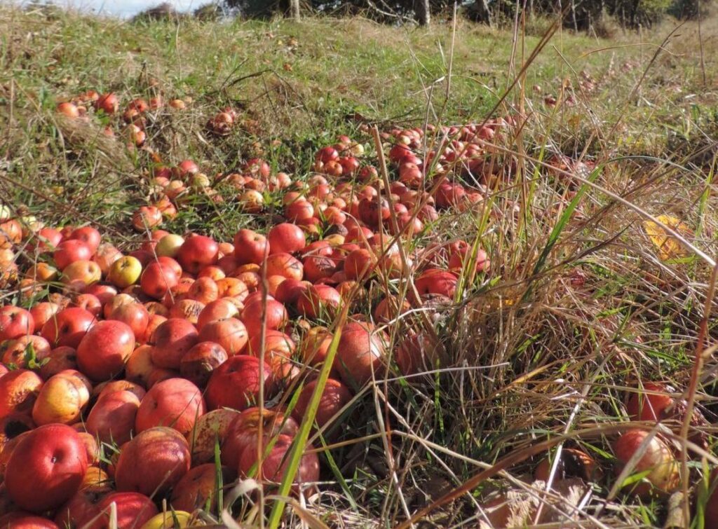 Des pommes rouges fraîchement cueillies